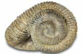 Fossil Heteromorph (Nostoceras) Ammonite - Madagascar #314941-2